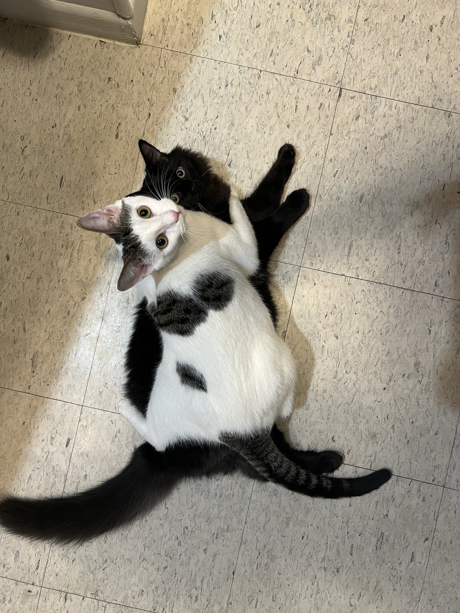 Sean Scott tweet media