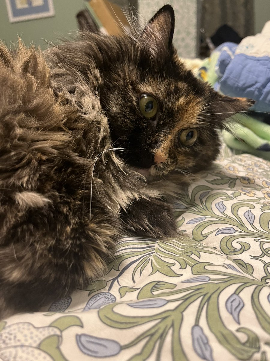 Happy National Cat Day to the queen