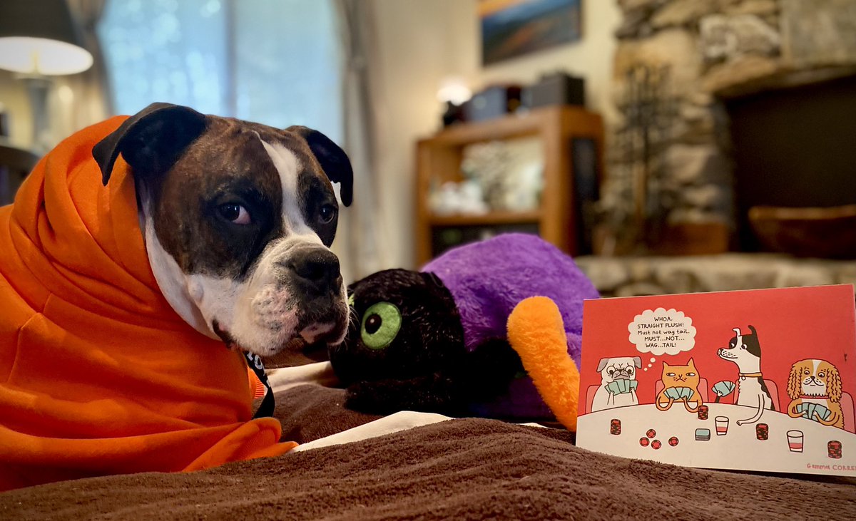 waterfallsrus's tweet image. Woof! 🐾🎃💟 What a fun surprise 🕷️🕸️🧡💜💚 Gunner got from our sweet friends Zinny &amp;amp; Winny, Lucy and Angel Mushu! @mommasboymushu Thank you so much for being so amazing! 
#DogsofX #PupMail #PugsandKisses #HappyHalloween