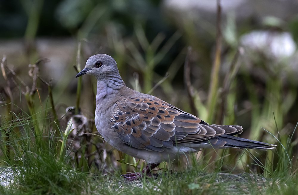 Juv Turtle Dove in a garden in Southwell on Portland today.  Only the 3rd bird on the island this year.