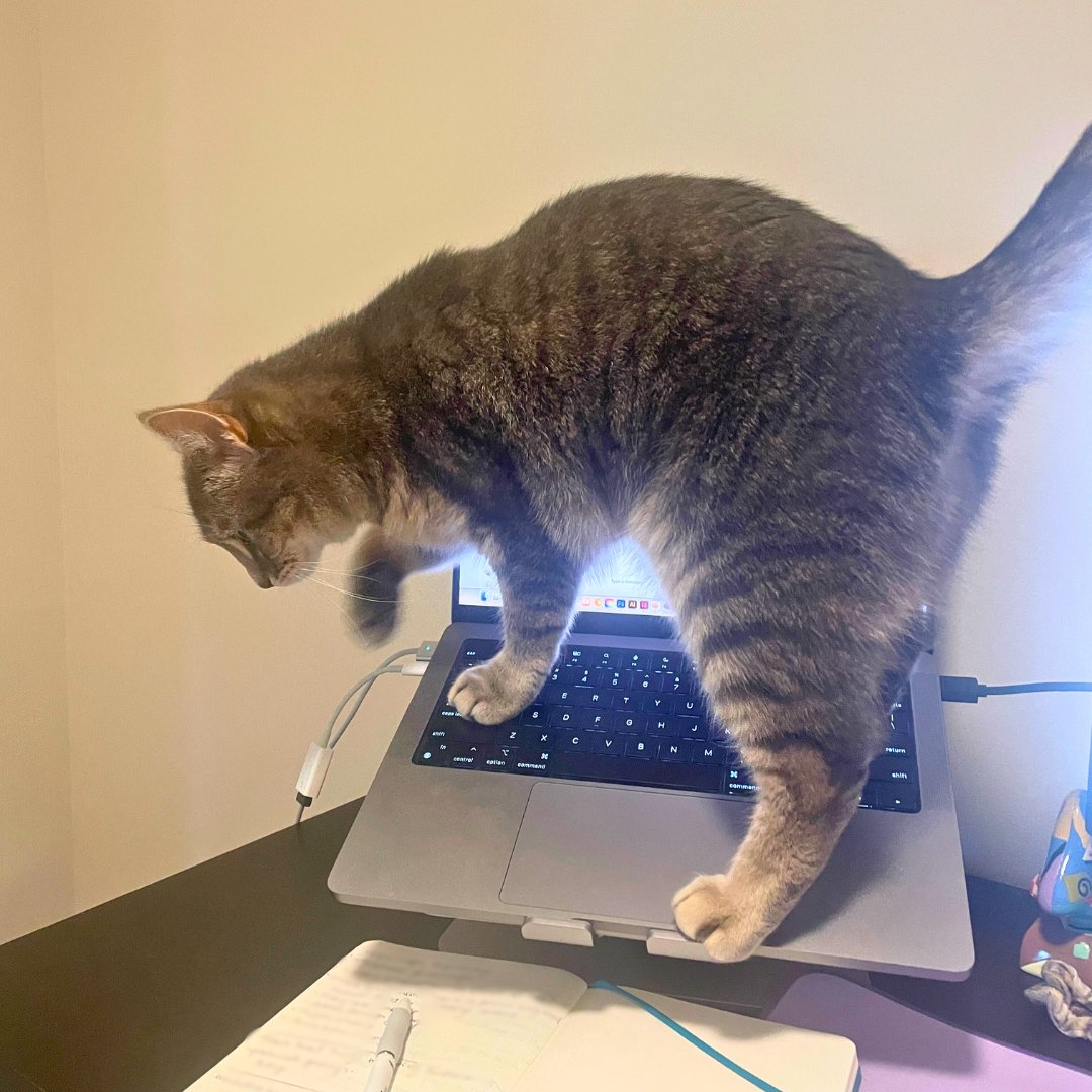 AlgonquinBooks's tweet photo. Happy National Cat Day from Algonquin's honorary social media manager, who takes her job *very* seriously 🐱📚 https://t.co/RjoAp2bauT
