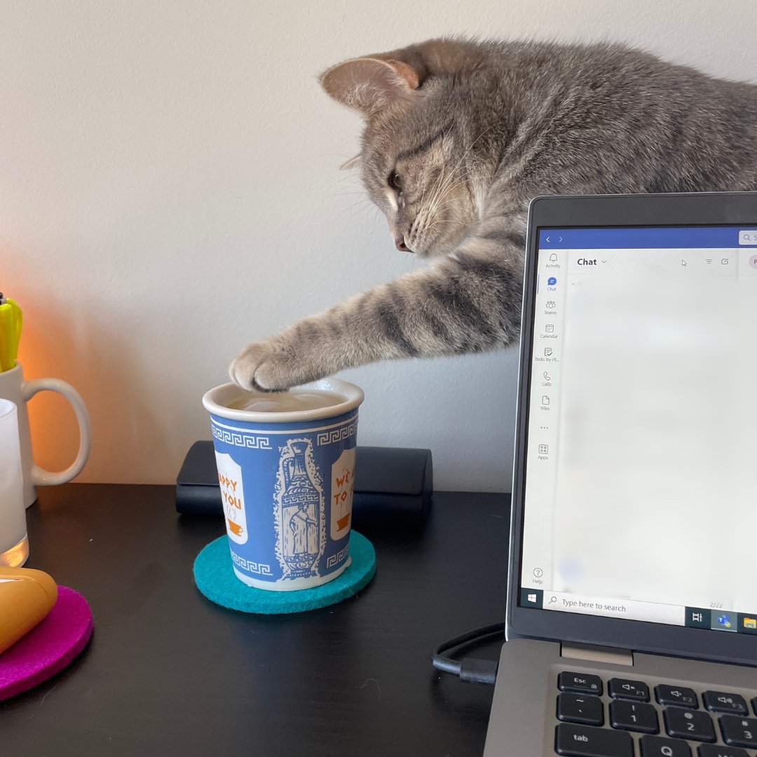 AlgonquinBooks's tweet photo. Happy National Cat Day from Algonquin's honorary social media manager, who takes her job *very* seriously 🐱📚 https://t.co/RjoAp2bauT