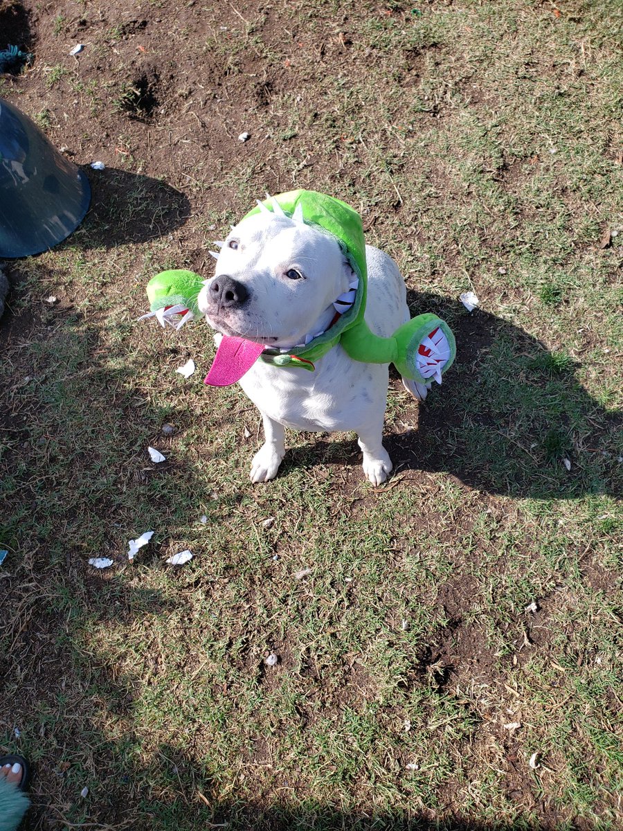 Dogs can use their bark like sonar

a person knocking on a wall, to find a stud? We can tell by the density of the vibrations given back from the knock, if that part of the wall is hollow or has a stud. Dogs Have A Heightened Sense Of This Ability. teach me somethin I cant google