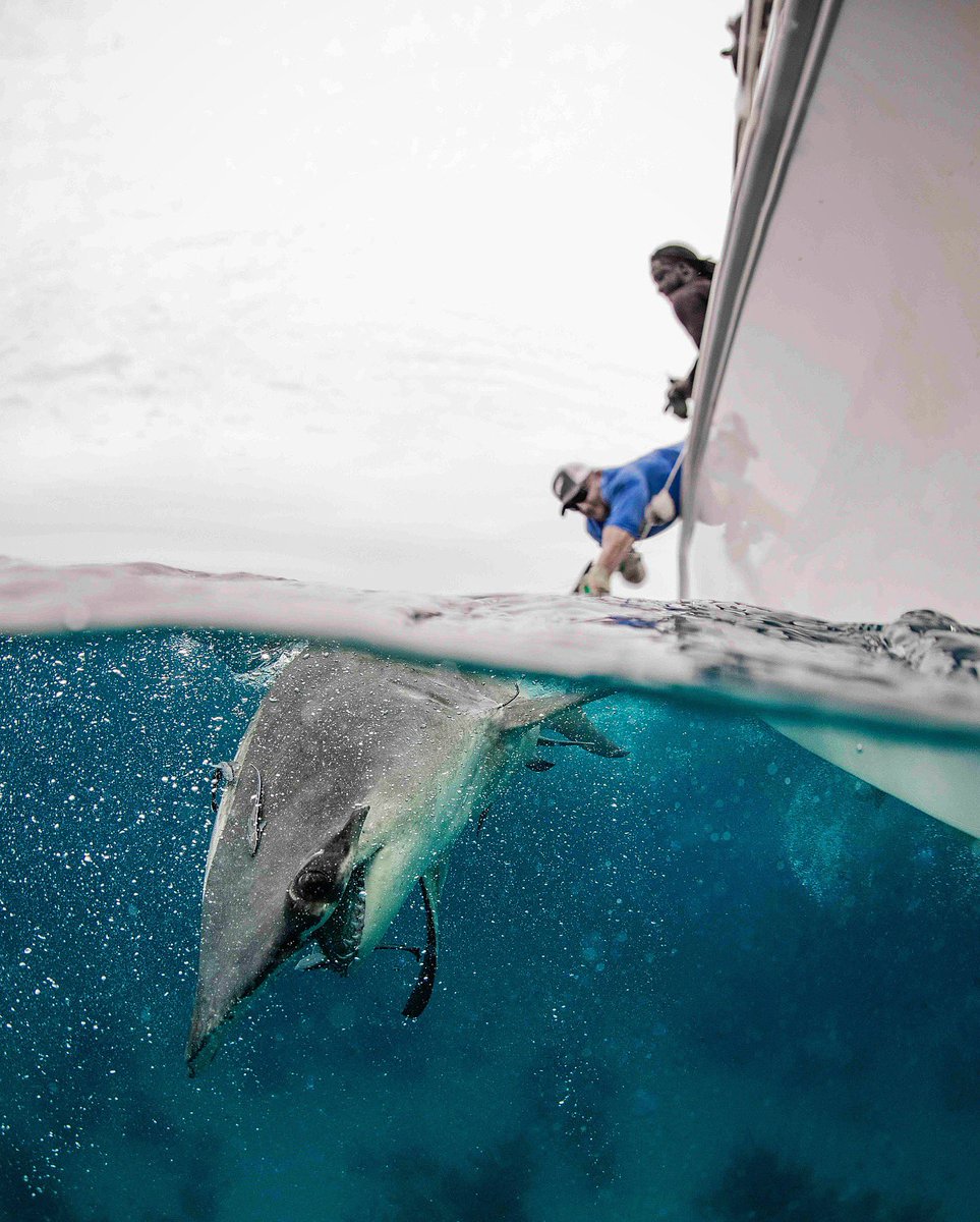 Saving the Blue tweet media