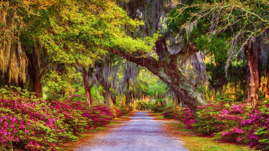 joancarroll's tweet image. Bonaventure Cemetery Glow buff.ly/3TRRUv8 #bonaventure #cemetery #liveoak #azalea #road #lane #savannah #georgia @joancarroll