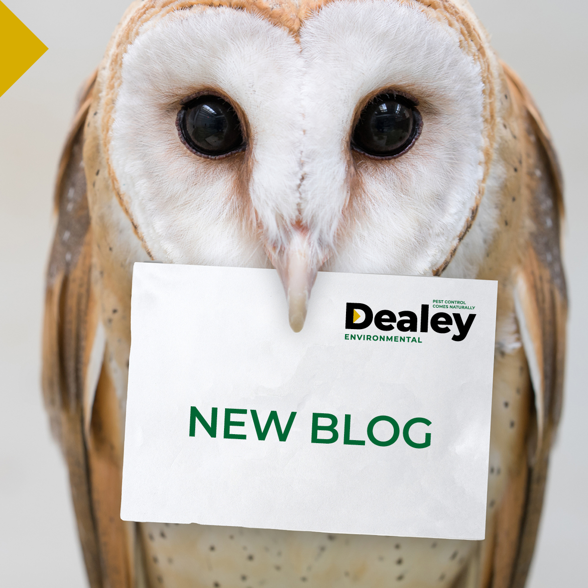 dealeypest's tweet image. Bird control prevents birds from causing damage or becoming a nuisance in a specific area. Achieved through various measures, such as proofing and deterrents, it is important to adhere to legislation. Find out more in our latest article dealey.co.uk/blog/bird-cont… #BirdControl