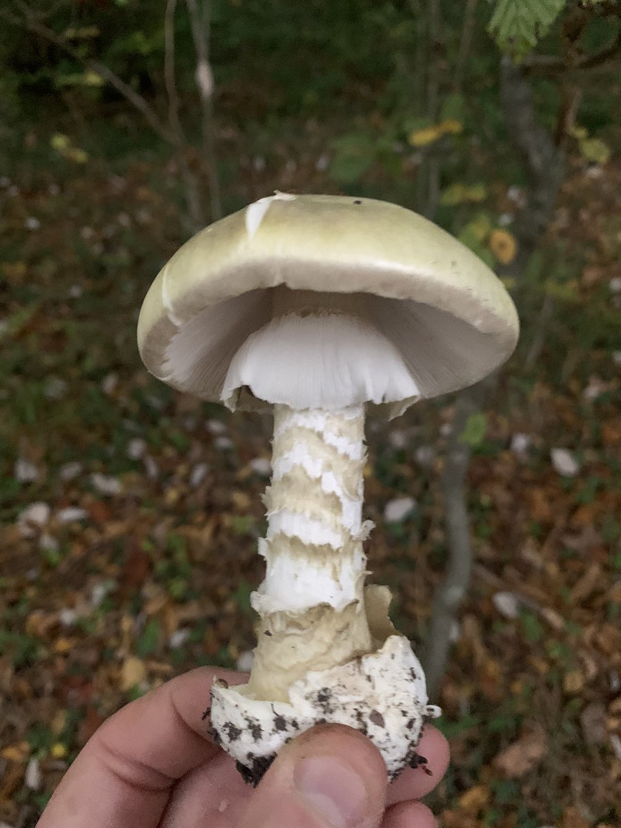 Behind such intricate beauty lies death (but only if you eat it!). Amanita phalloides - Deathcap from today at Darland Banks/Amberly Wood.