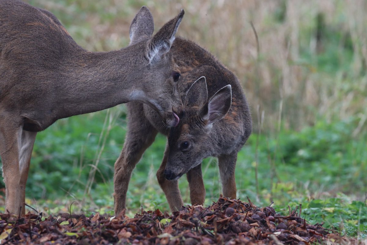 I caught a little tender moment yesterday between mom and daughter.   They’re enjoying the horse chestnuts that we placed in the lower field for them.   It’s my offering so they’ll stay away from the rest of my garden.  

#twofortuesday #tonguesouttuesday