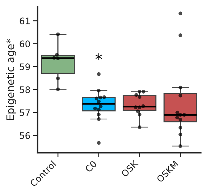 DrSamuelBHume's tweet photo. 3. Shift Bioscience: $16 million 

The Yamanaka factors (Oct3/4, Sox2, Klf4, and c-Myc: OSKM) can reverse epigenetic aging, but they also induce stem cell identity

Shift Bioscience have come up with alternative genes (C0), which reverse epigenetic age in fibroblasts but without forming stem cells (which would disrupt the cells' function):