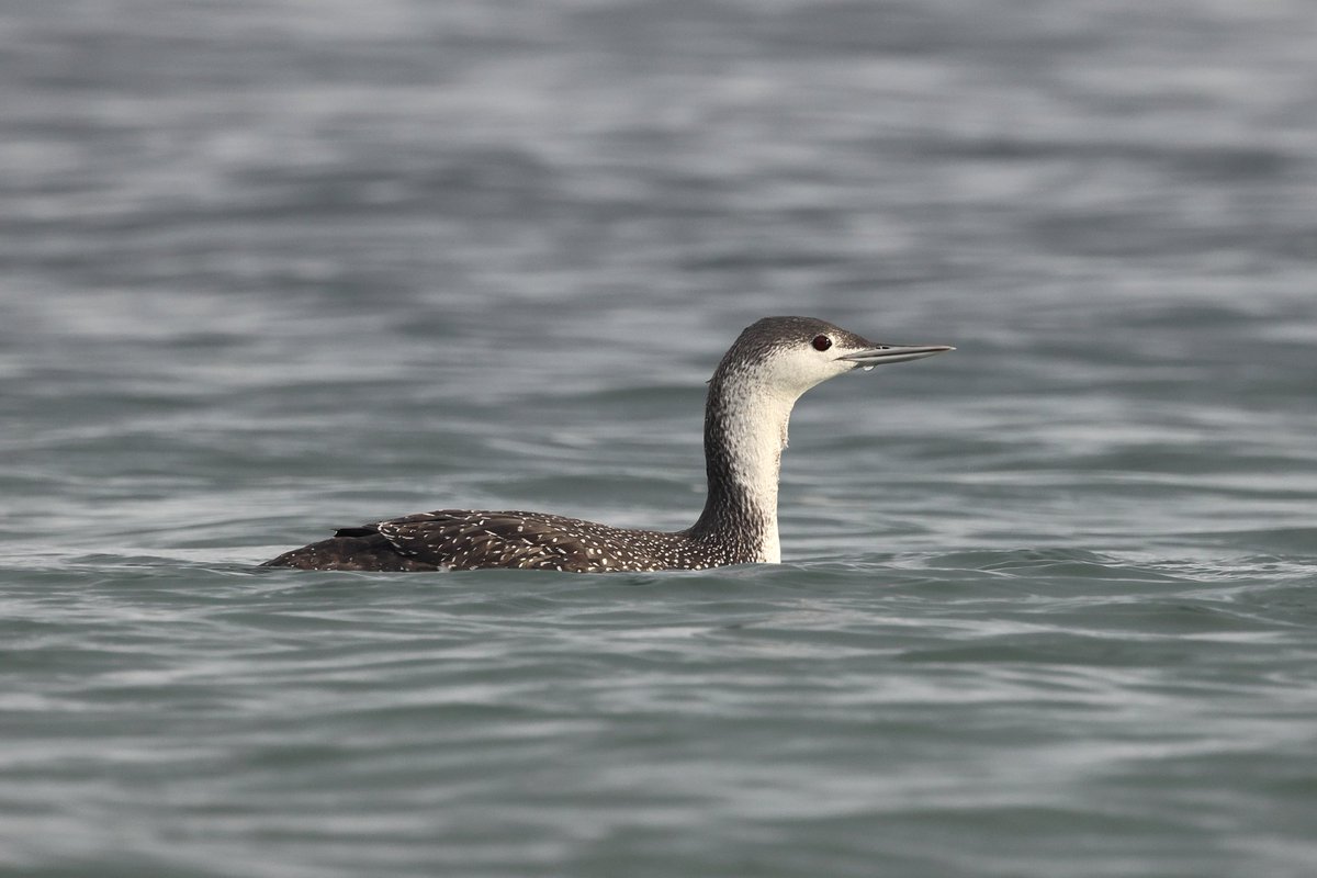 Great views of the Red-throated Diver off Swanpool beach this evening. It was also nice to see Black Redstarts back in Falmouth over the last two days with 1 or 2 birds on the roofs around Old Hill. <a href="/CBWPS1/">Cornwall Birds</a>