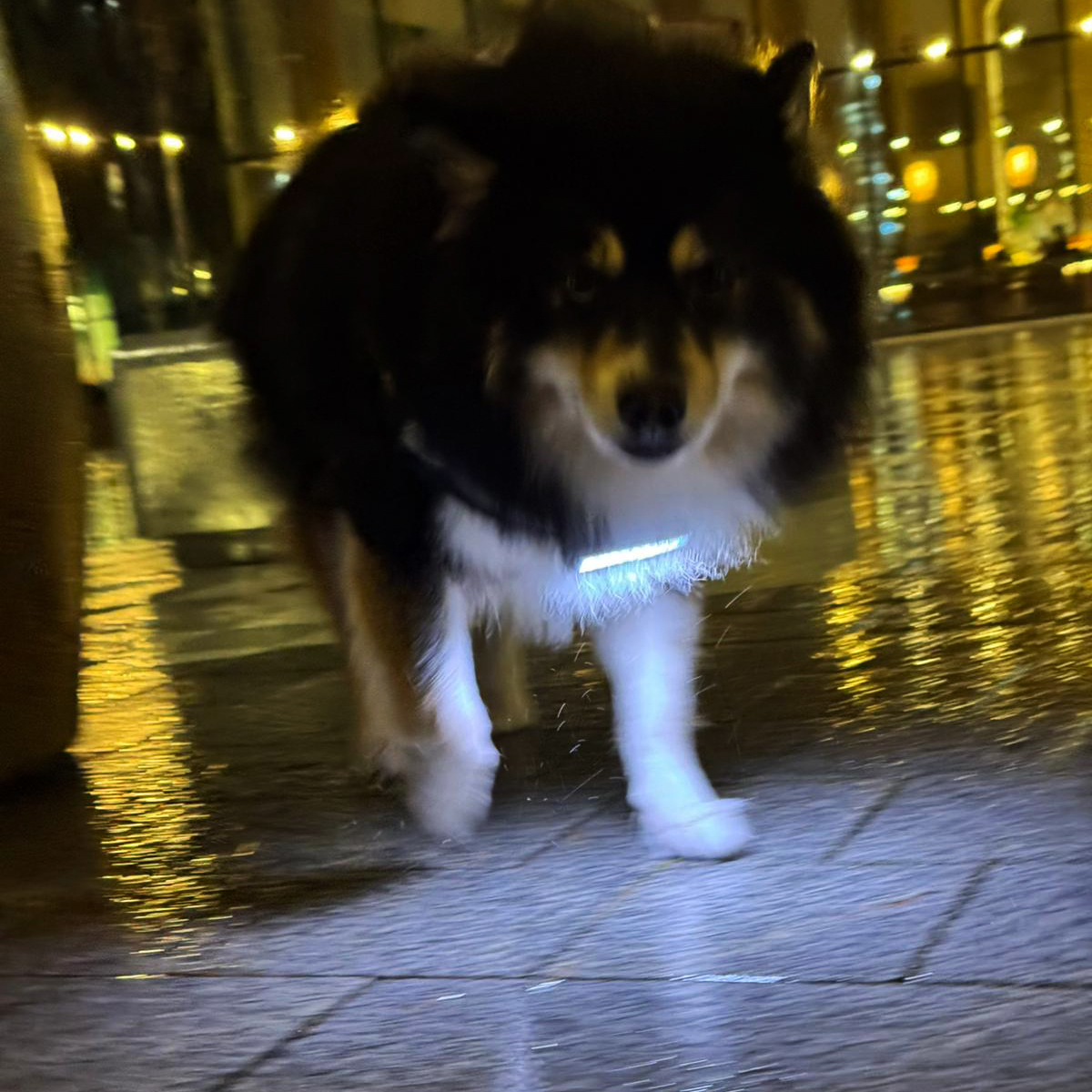 glowstonetech's tweet photo. Dog walking becomes more dangerous in the dark. Not for Dex the Pomsky! Not only is he the coolest looking dog in the town, he is also lighting the way for his owner, helping him avoid any unwelcome surprises.

Also let off his leash, there is no problem keeping an eye on him. https://t.co/kSbrFdub6O