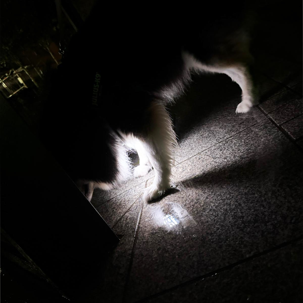glowstonetech's tweet photo. Dog walking becomes more dangerous in the dark. Not for Dex the Pomsky! Not only is he the coolest looking dog in the town, he is also lighting the way for his owner, helping him avoid any unwelcome surprises.

Also let off his leash, there is no problem keeping an eye on him. https://t.co/kSbrFdub6O