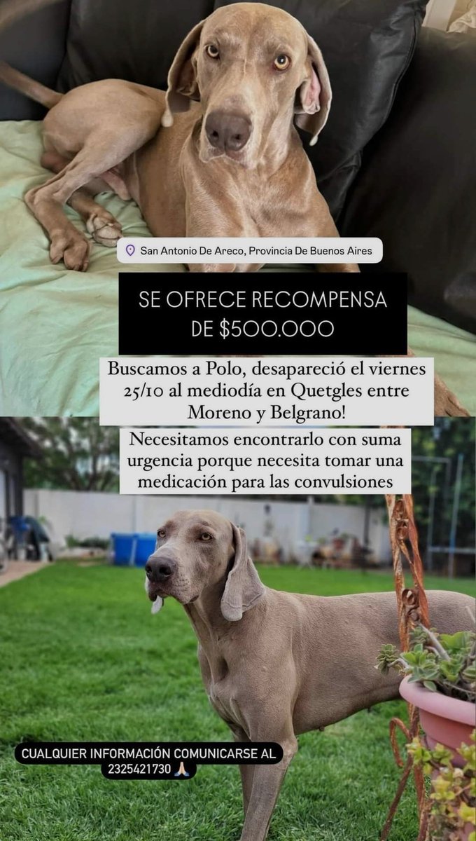 nicolcappello's tweet photo. Gente, me ayudan a difundir? 
Es el perro de una amiga, el viernes 25/10 se escapó de su casa (SAN ANTONIO DE ARECO) y nadie sabe nada de él.
Se escapó junto con otro perrito, pero el otro volvió y Polo no. https://t.co/KZica5cCWE