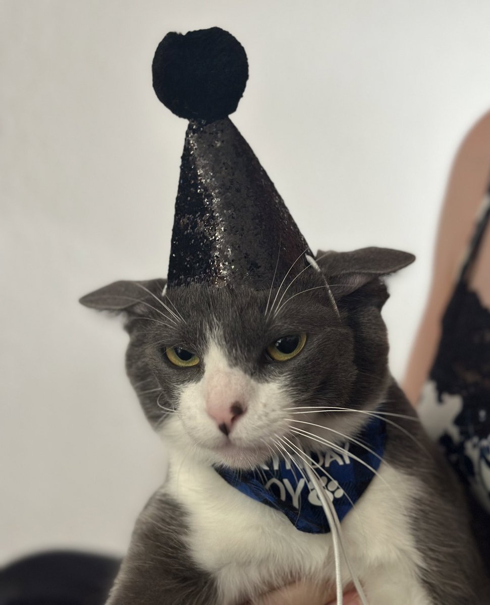 Taro the gray tuxedo cat is wearing a black sparkly party hat, and a bandanna that reads birthday boy, though you can’t really see all the words because his chin is in the way. His ears are also pushed flat by the hat, and the string of the hat makes it clear that he has some very fluffy cheeks that are currently being pushed back. He also looks quite annoyed but calm