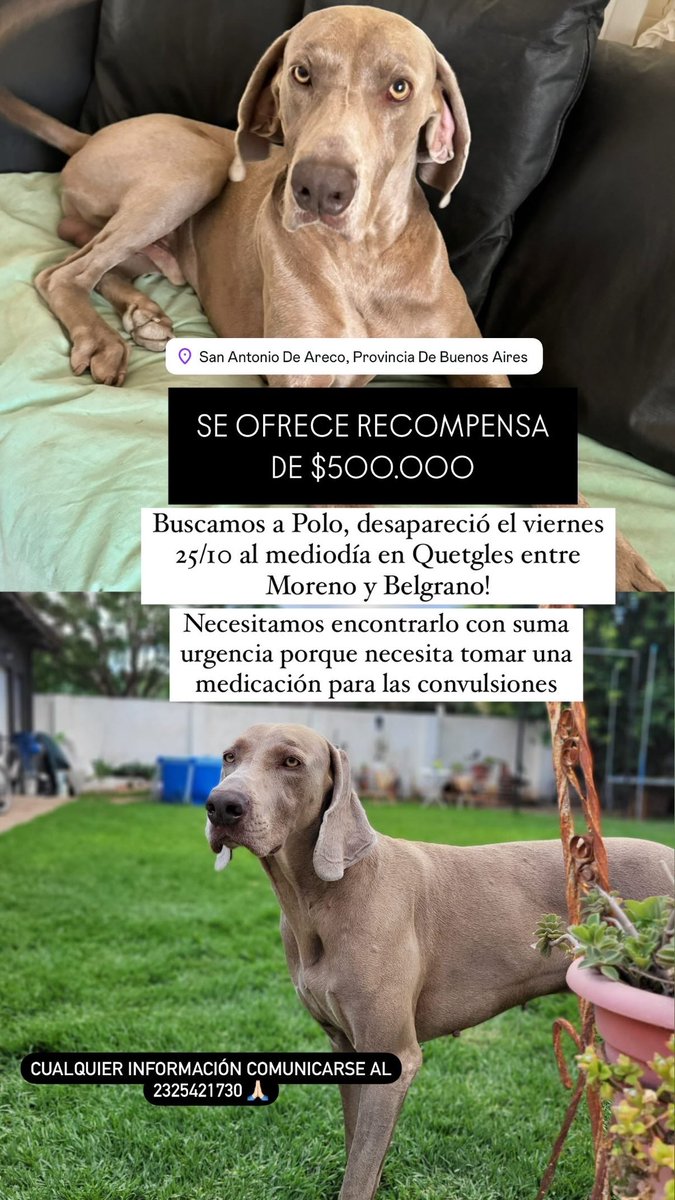 FlorLlamazares's tweet photo. Hola a todos! Buscamos ayuda de la gente 🙏🏻 cualquier cosa que vean, escuchen o lo que sea avisar con urgencia! Estamos buscando sin parar, pero cualquier información nos sirve por favor!! https://t.co/0Kcox5L2fE