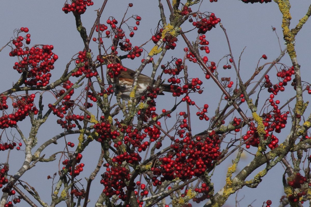 3x flocks of 60+fieldfare on the moors 1x200 fieldfare,  700 ++golden plover and 200 lapwing . It was lovely to see large numbers of fieldfare plus the occasional redwing on the moors,  <a href="/nybirdnews/">NorthYorksBirdNews</a> @teesbird1 1 flock flew over Sutton bank heading towards the Dales