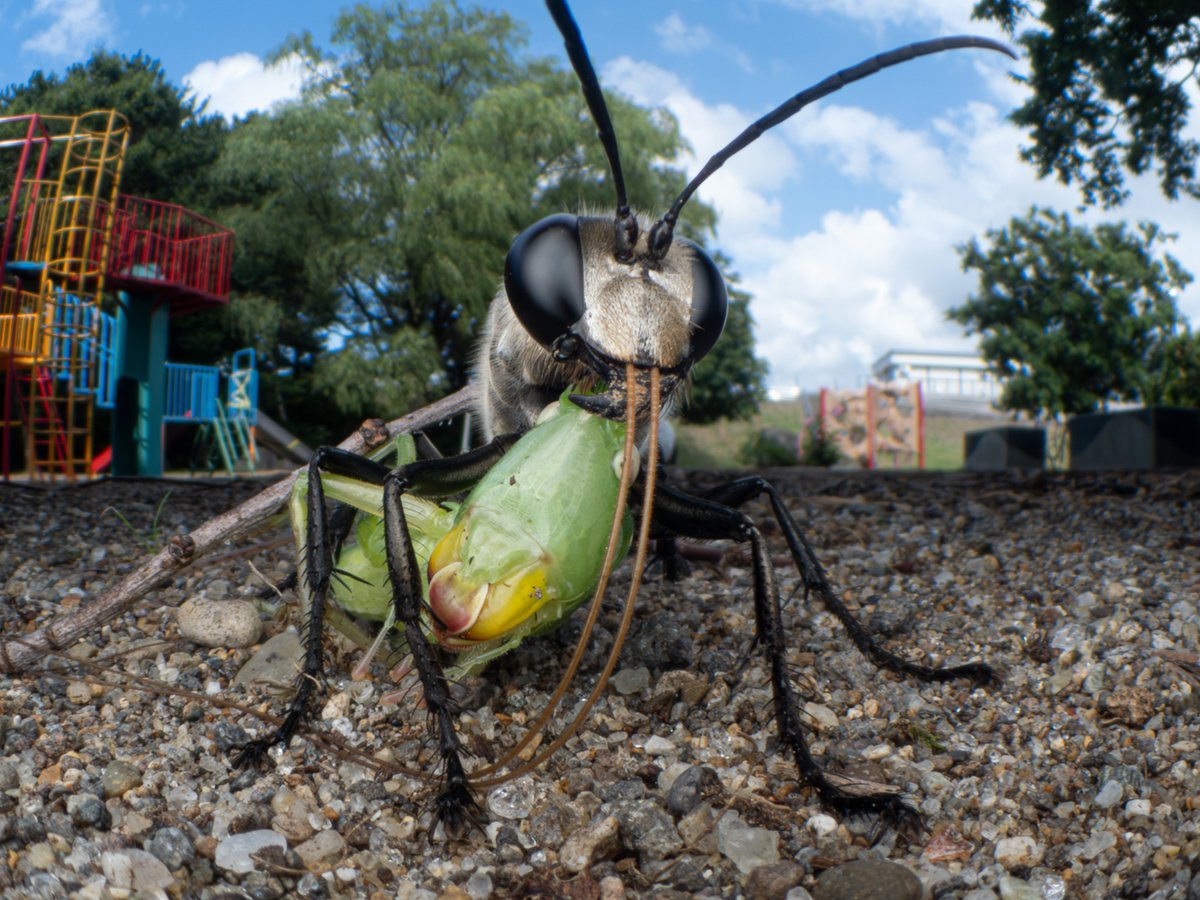 Female digger wasps stock their nests with prey insects so that their young can begin to feed immediately after hatching. Wasps are an important part of urban ecosystems, helping to control populations of grasshoppers &amp; katydids. 

📷 by ’24 Winged Life Finalist Takuya Ishiguro