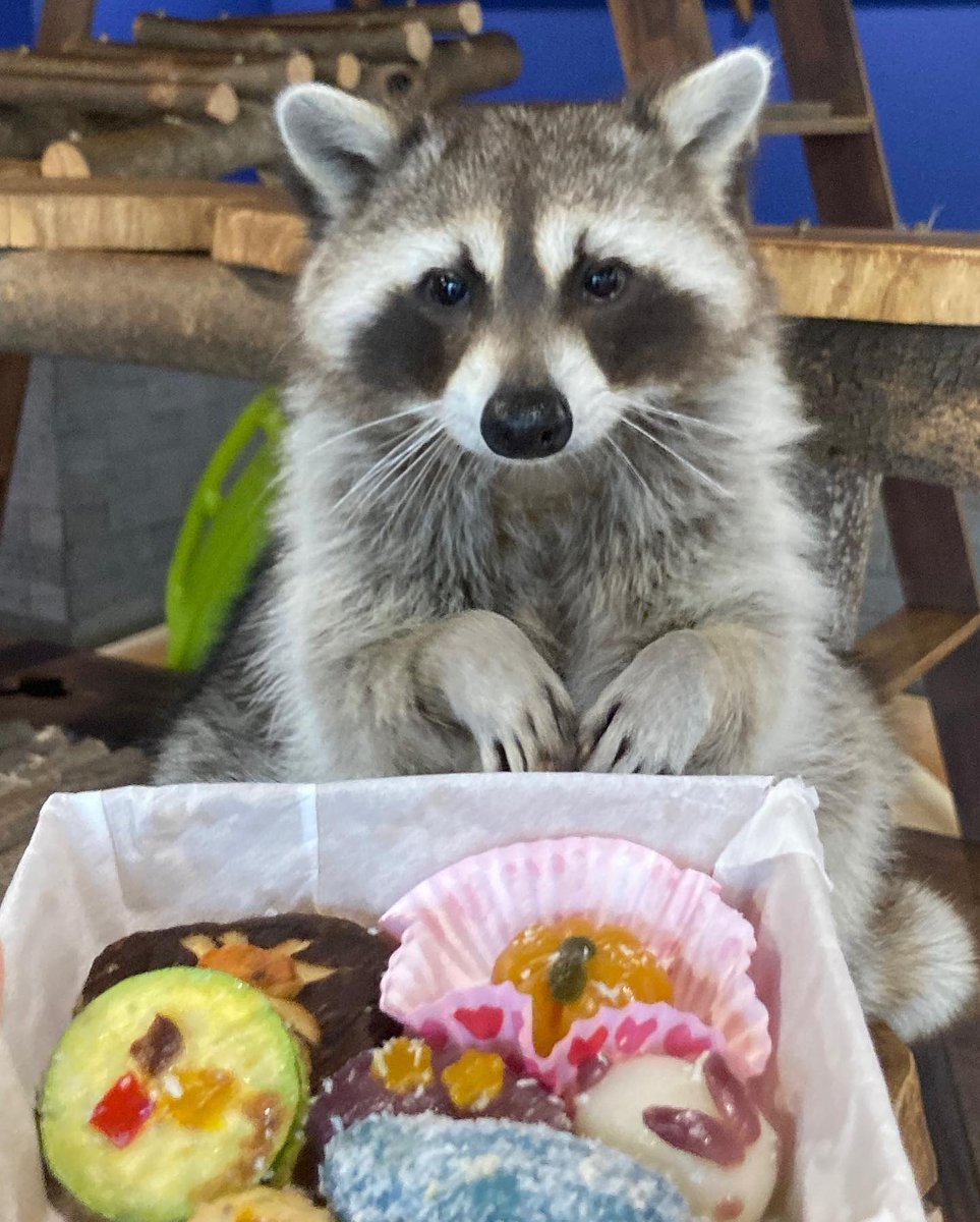 raccoonhourly's tweet photo. https://t.co/XXYWgx7Gfo