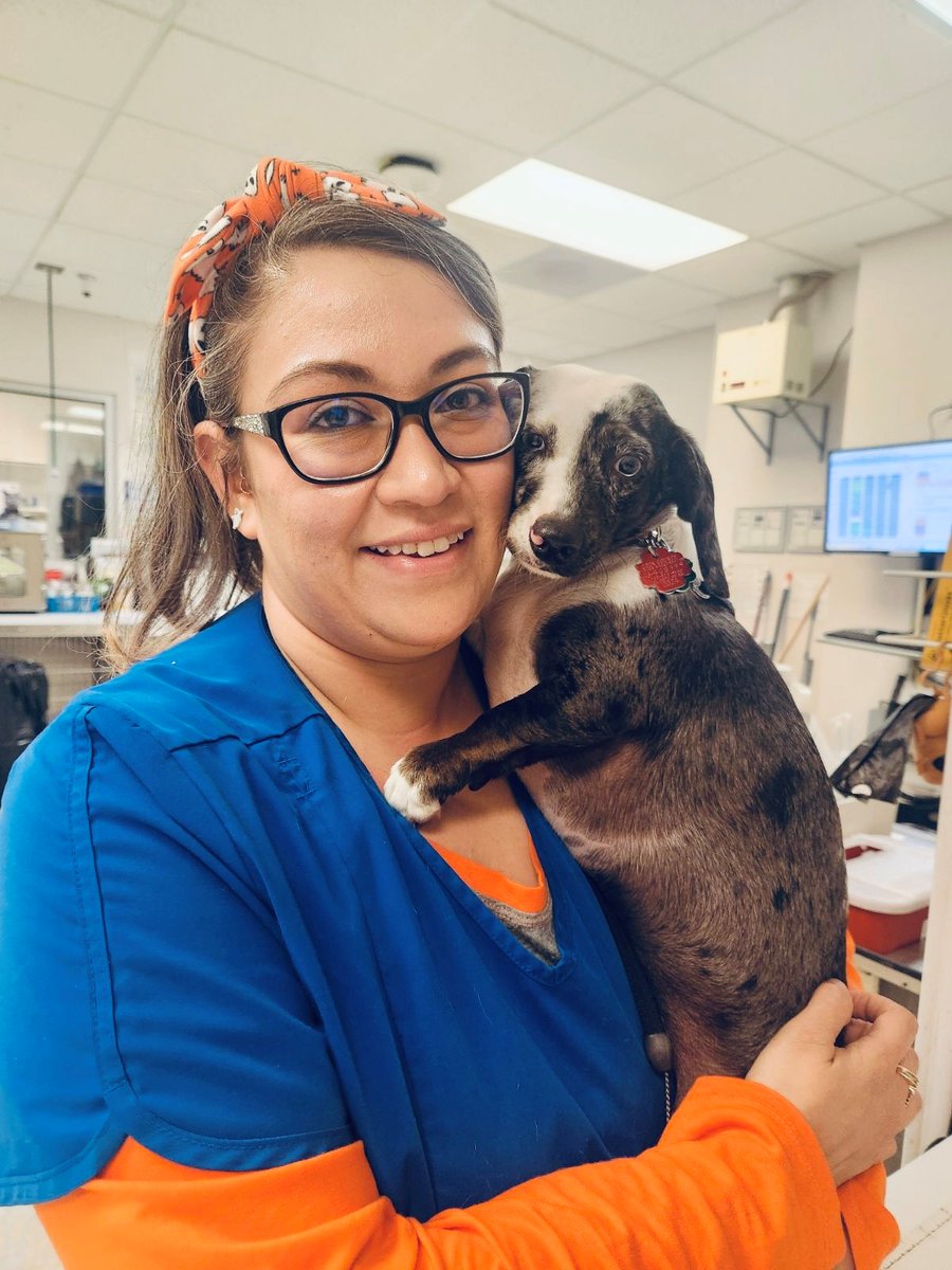 MedDistVetIL's tweet photo. Baby Missy, a one-year-old dachshund and husky mix, snuggles with Ariana at #MedicalDistrictVetClinic. 😍 Did you know that the first ever Olympic mascot was a dachshund? https://t.co/Ee0Hidu0qQ