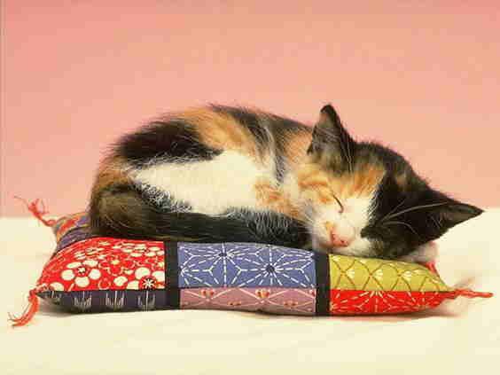 oyunbilegr's tweet photo. #sleeperboost
#sleep https://t.co/8bdxcYqY6I