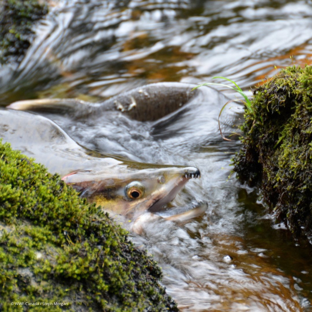 “Each and every one of us can make a difference. If we all work together, we can bring the salmon back, maybe not to historical levels but to levels where our children &amp; grandchildren in generations to come will still have salmon to eat.” – Rick Bailey, Katzie First Nation