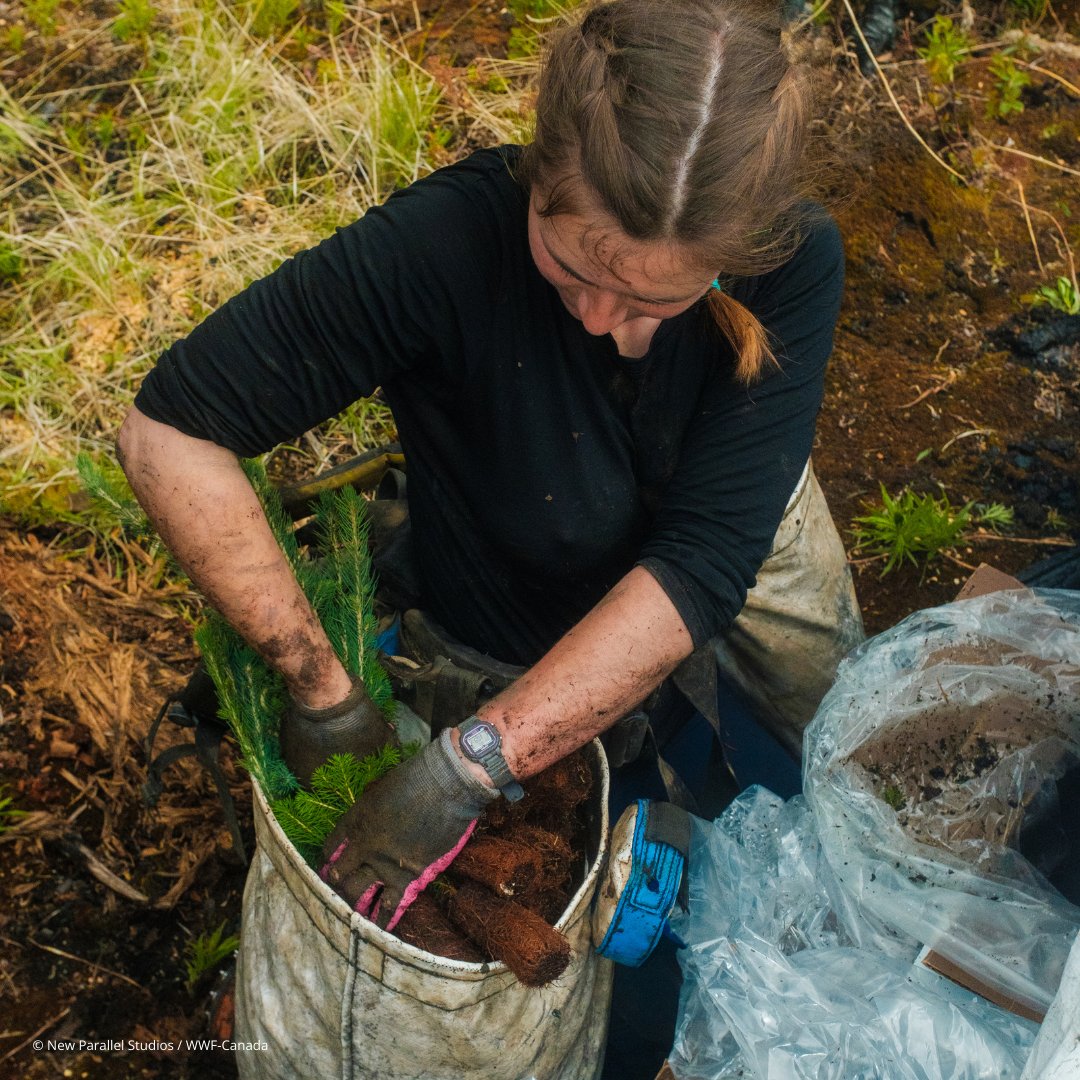 “Conservation Ontario is excited to see WWF-Canada bringing restoration practitioners together to help all of us reach our individual &amp; national goals. This collaboration is an effective way to work together and make sure restoration in Canada counts.” – Angela Coleman, <a href="/conont/">Conservation Ontario</a>