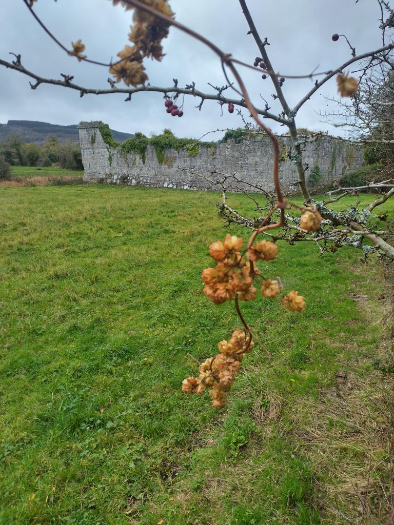 Canvasbrewery (@canvasbeer) on Twitter photo 'In search of Landrace Irish Hops' found us in Killinaboy, Co Clare sampling wild hops in view of some impressive 16th/17th century historic buildings.
Genetic testing may tell more about the origin of the hops, hopefully
<a href="/IrishSeedSavers/">Irish Seed Savers</a> #geneticresources
#ISSA #hops #landrace 'In search of Landrace Irish Hops' found us in Killinaboy, Co Clare sampling wild hops in view of some impressive 16th/17th century historic buildings.
Genetic testing may tell more about the origin of the hops, hopefully
<a href="/IrishSeedSavers/">Irish Seed Savers</a> #geneticresources
#ISSA #hops #landrace