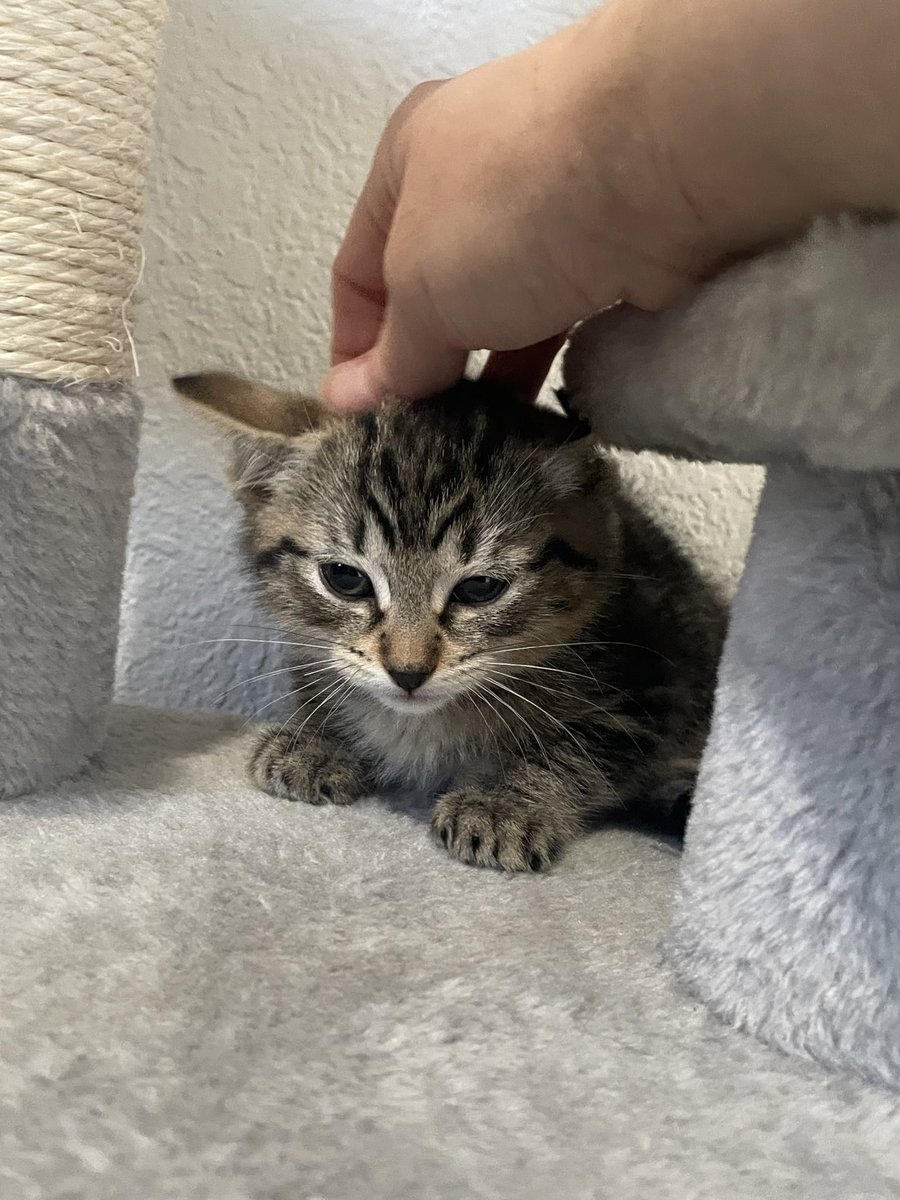 we could use some more supplies from our wishlist if anyone is feeling generous today! thank you as always for your kindness 🩷 here is Chicken Star showing her gratitude 🥰

amazon.com/hz/wishlist/ls…