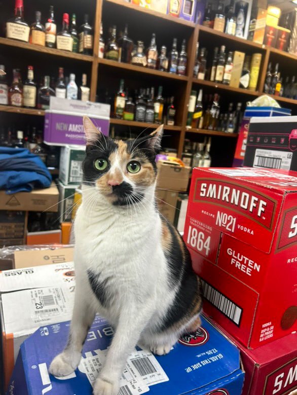 Bodega Cats (@bodegacats_) on Twitter photo 
