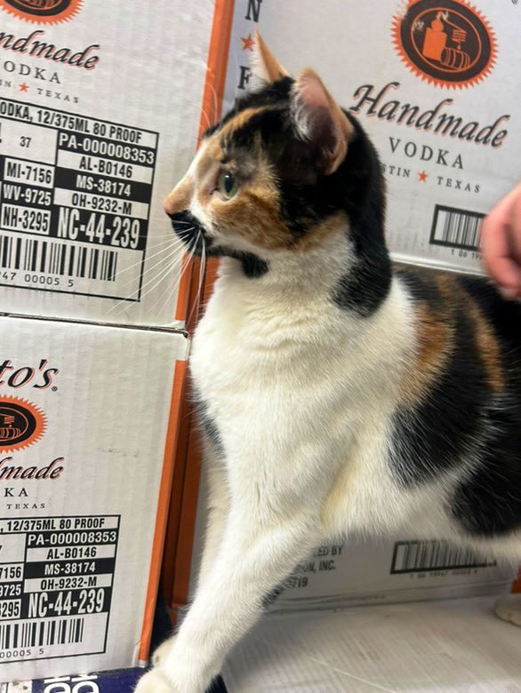 Bodega Cats (@bodegacats_) on Twitter photo 