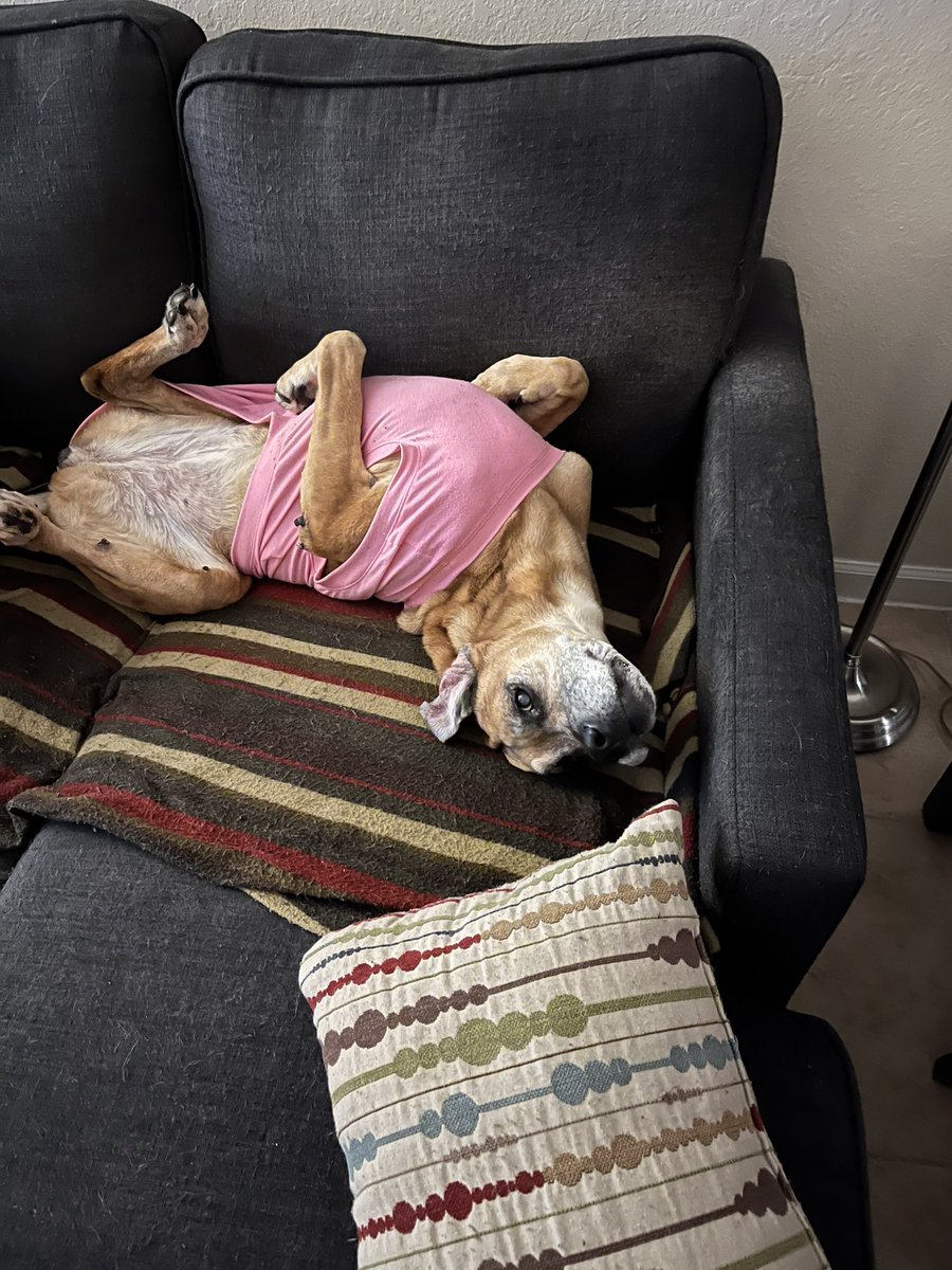 Frito 🐈 Leti 🐈⬛ Angel Hope 🐶 😇 🌈🐾❤️ tweet media