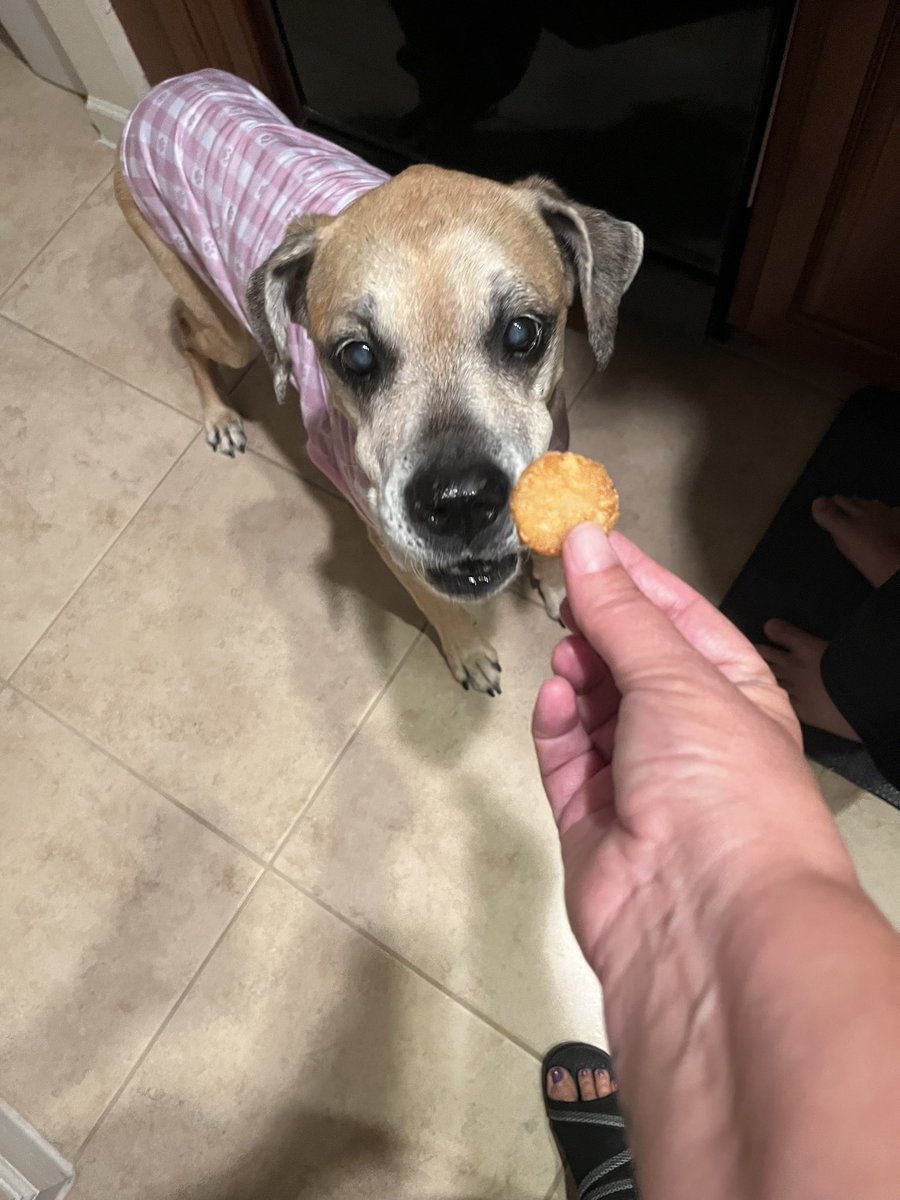 Frito 🐈 Leti 🐈⬛ Angel Hope 🐶 😇 🌈🐾❤️ tweet media