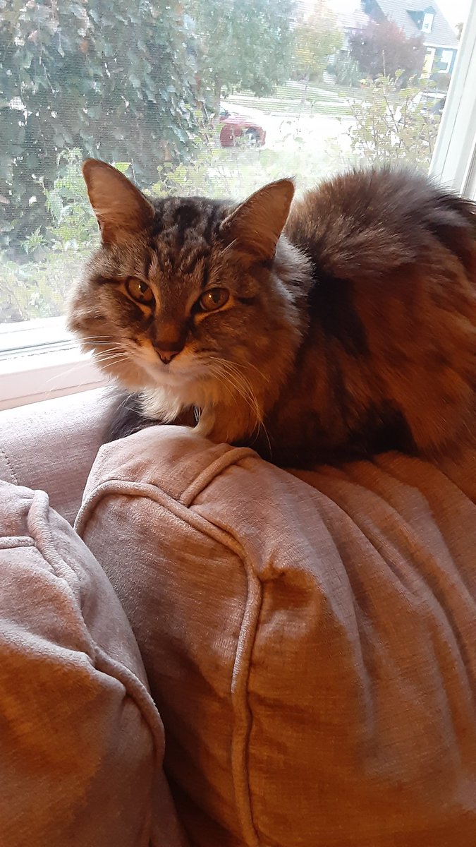 Happy national cat day to this fur face and one of her fave nap spots.