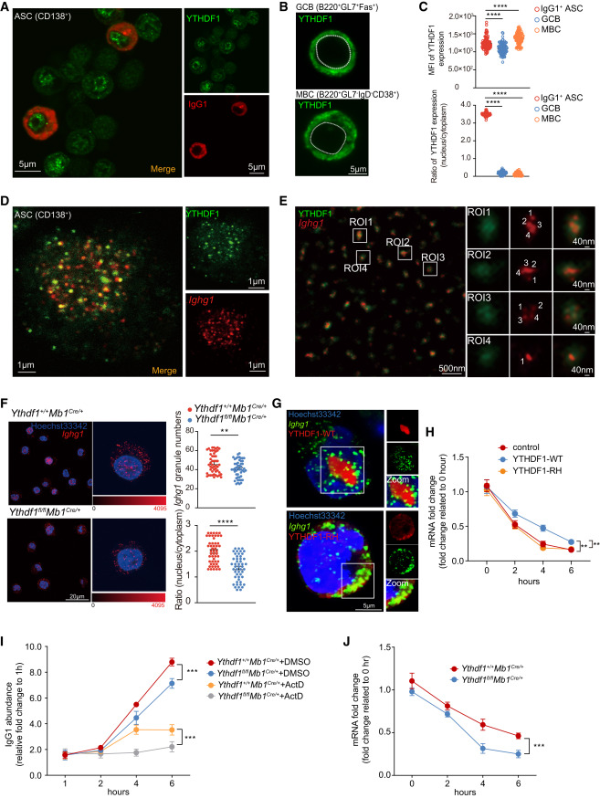IgG homeostasis maintained by progressive polyadenylation and m6A modification of Ighg1 mRNA  in antibody-secreting cells <a href="/ImmunityCP/">Immunity</a> 
cell.com/immunity/fullt…