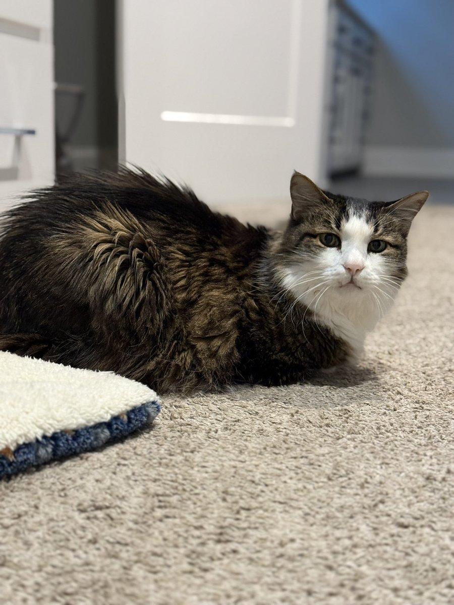 Seven is celebrating #NationalCatDay It has been a rough couple of weeks but we are hanging in there. Big hugs to all the cat friends out there. #CatsOfX #Hedgewatch #cats #CatsofTwittter 😸