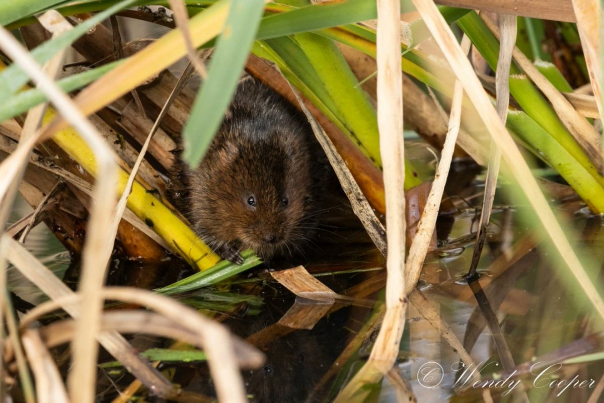 wendycooper22's tweet photo. A reflective Water Vole
@RSPBMinsmere 
#wildlifemoments #eosR7 @BBCSpringwatch @CanonUKandIE @Natures_Voice https://t.co/45GPaAPvAh