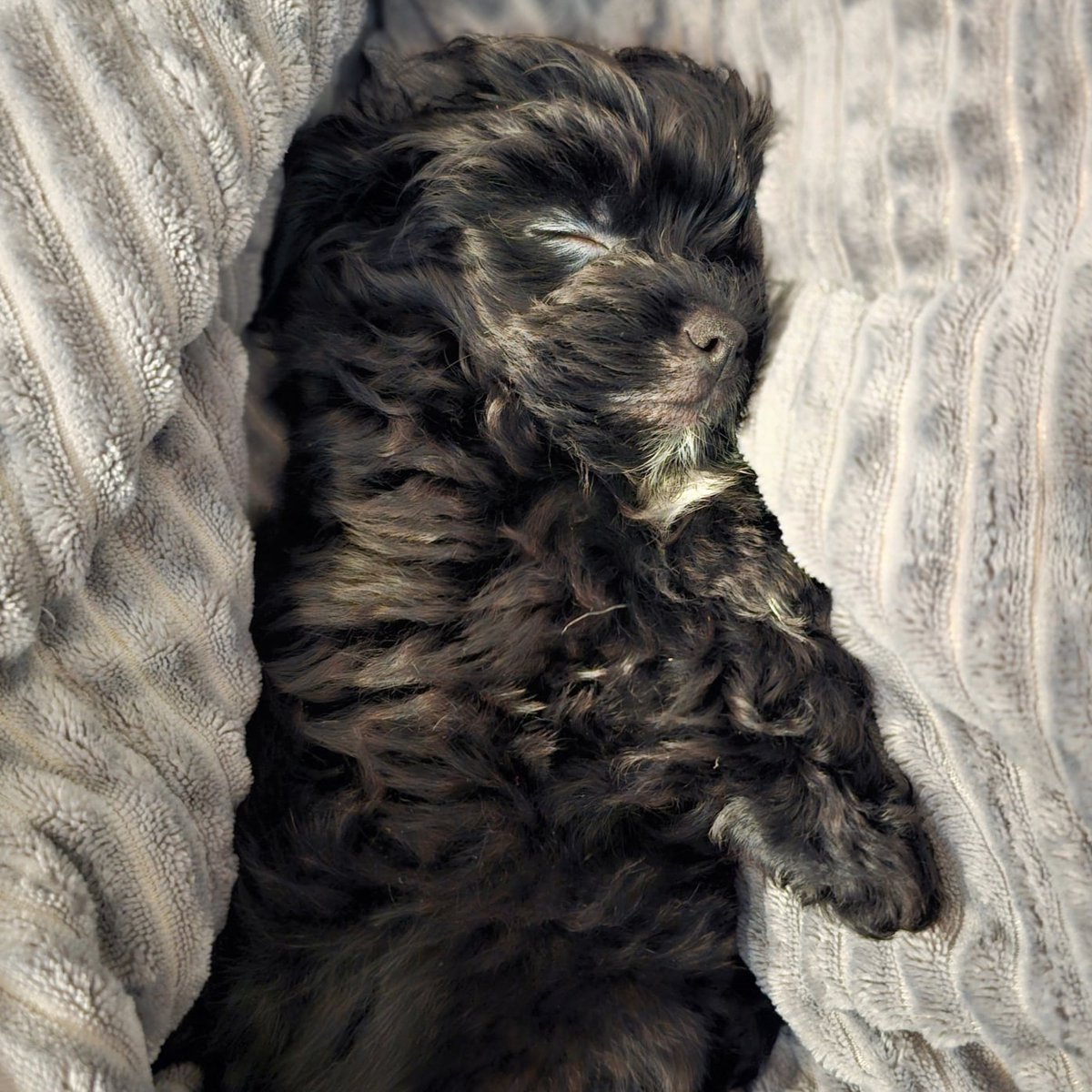 LightsUpRae's tweet photo. @ooh_vanessa @totheverystart He's literally the sweetest baby on earth. This is him as a baby. https://t.co/szdwdscF1n