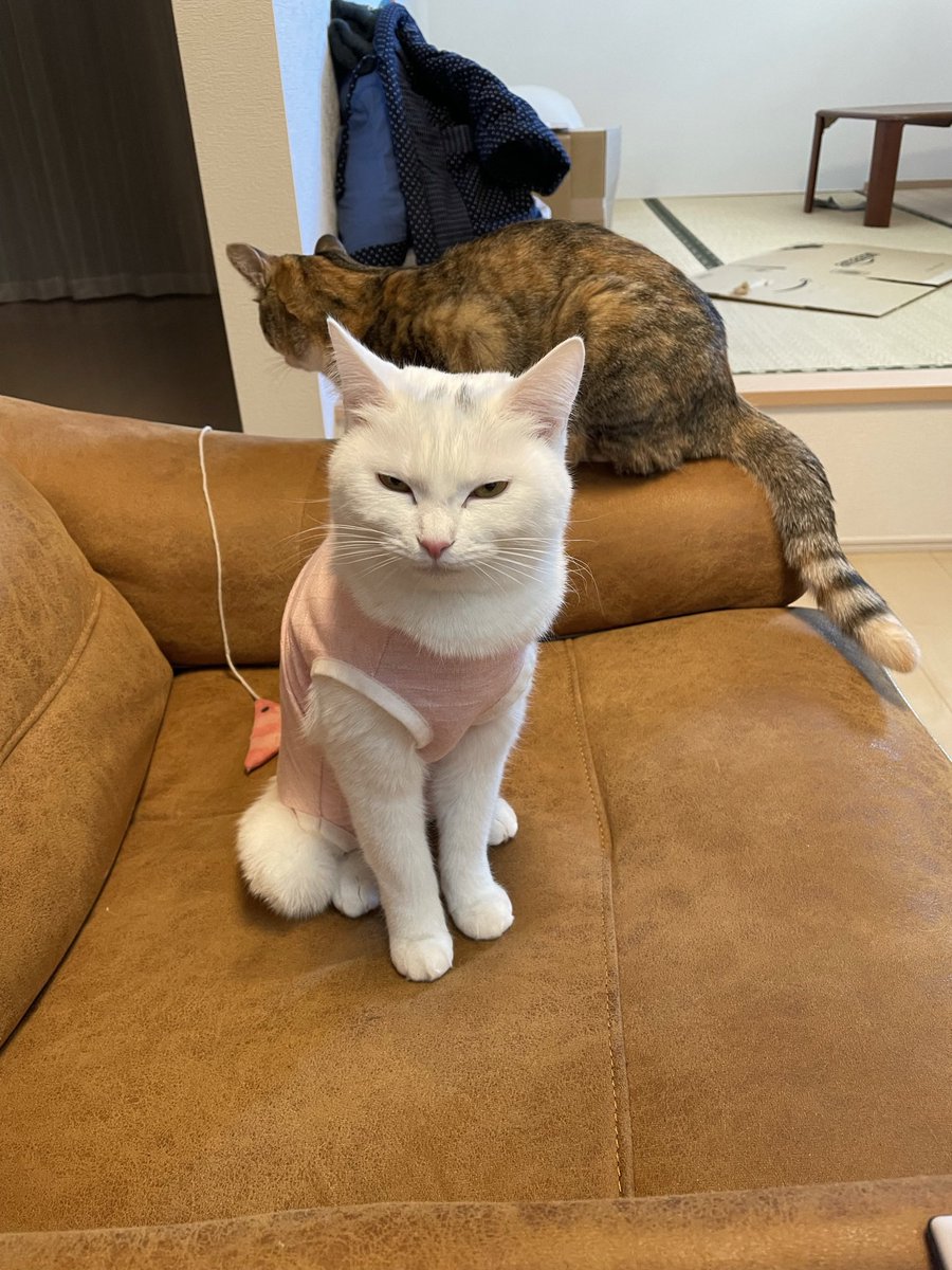 B7G6j's tweet photo. 術後服の猫からしか得られない栄養がありますよね、、、 https://t.co/xybSVHgceX