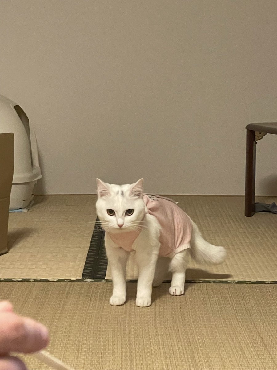 B7G6j's tweet photo. 術後服の猫からしか得られない栄養がありますよね、、、 https://t.co/xybSVHgceX