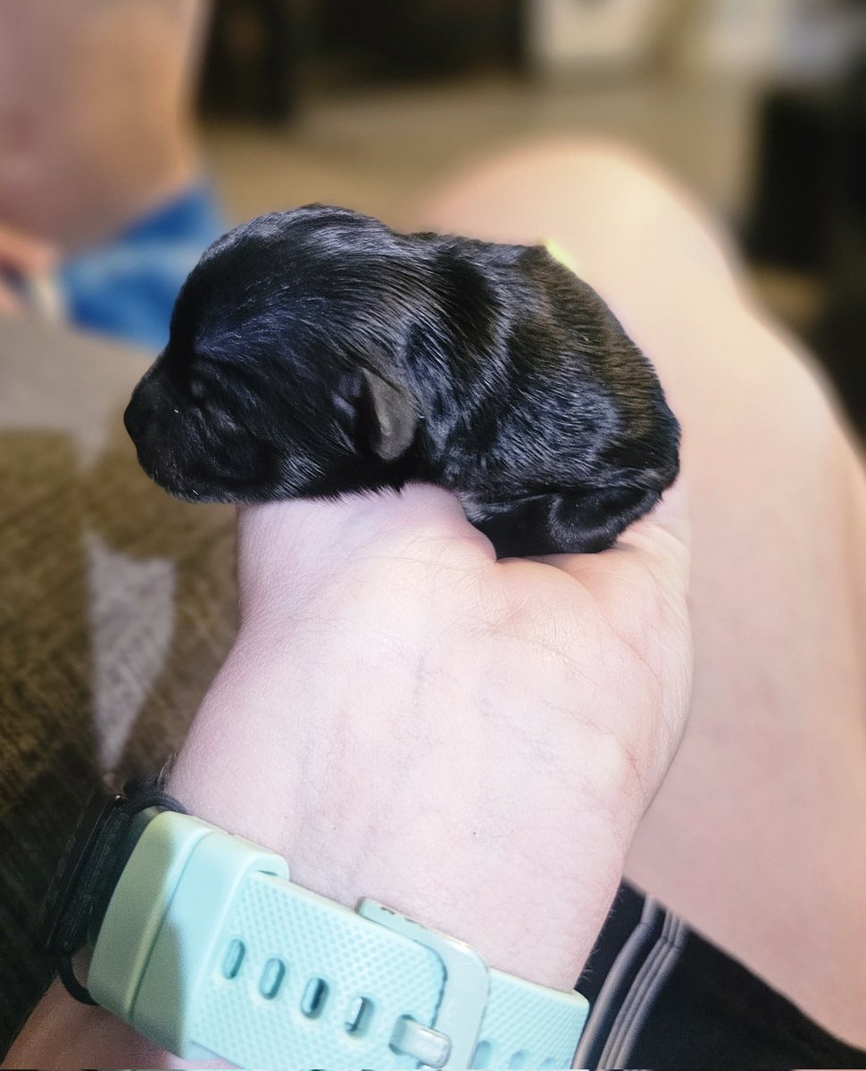 LightsUpRae's tweet photo. @ooh_vanessa @totheverystart One more. He's one day old here. Only 3.8oz. https://t.co/hQhx0ynA9V