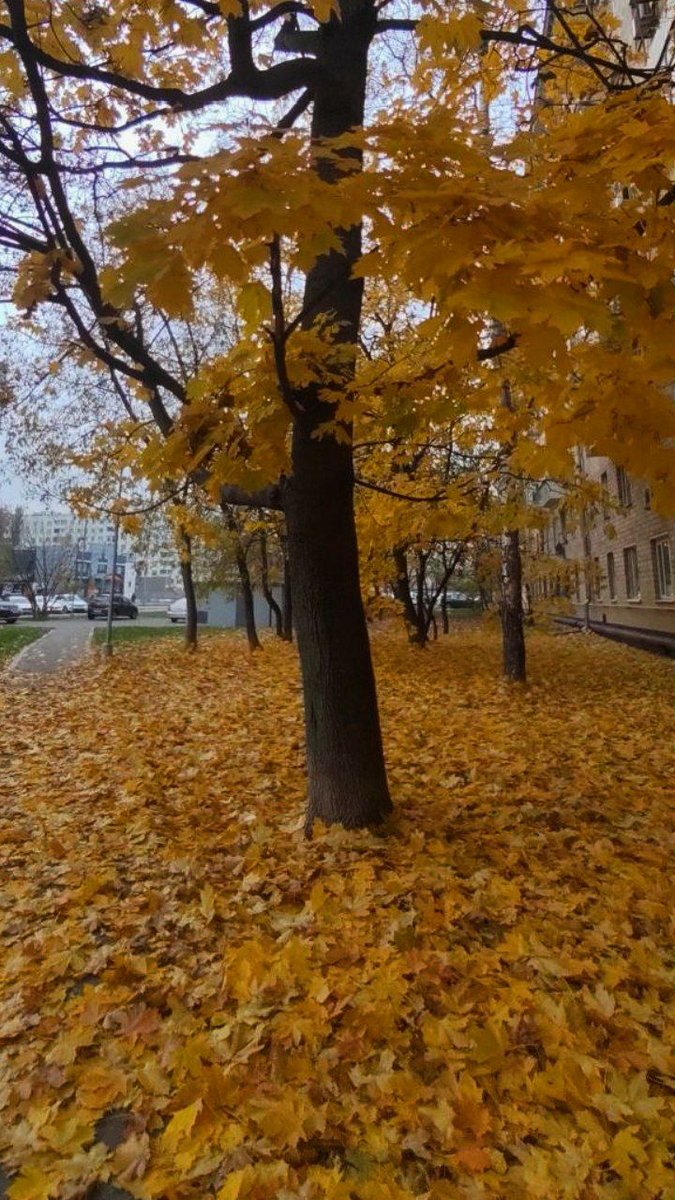 Jedes Mal, wenn ich an diesem Baum vorbeikomme, verliebe ich mich in den Herbst wieder