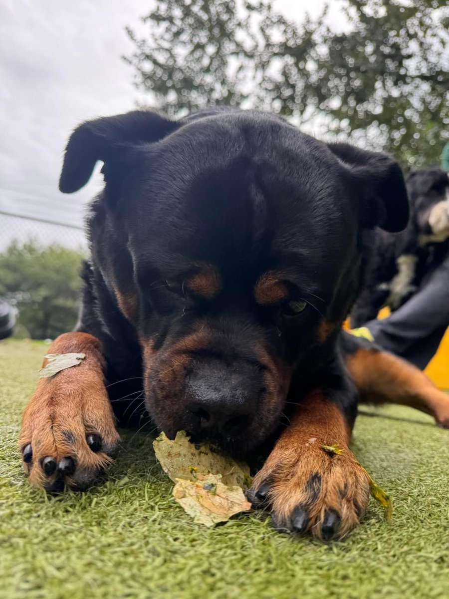 This boys interests in leaves will never not entertain me. #dogdad #rottweiler