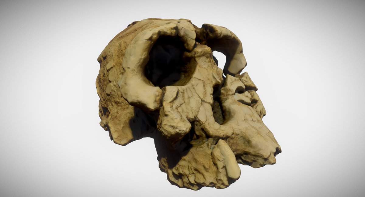 GeoffreyHM's tweet image. Kenyanthropus Platyops, Man of Kenya, prehumans, -3.5 to -3.2 million years, africa, replica. fab.com/s/4aef02370c6d @fab #3DModels #3dscanning #GameDevelopmentAssets #CulturalHeritage