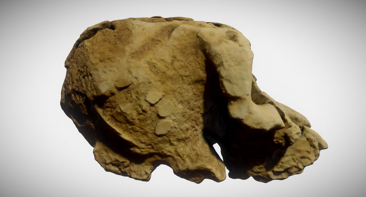 GeoffreyHM's tweet image. Kenyanthropus Platyops, Man of Kenya, prehumans, -3.5 to -3.2 million years, africa, replica. fab.com/s/4aef02370c6d @fab #3DModels #3dscanning #GameDevelopmentAssets #CulturalHeritage