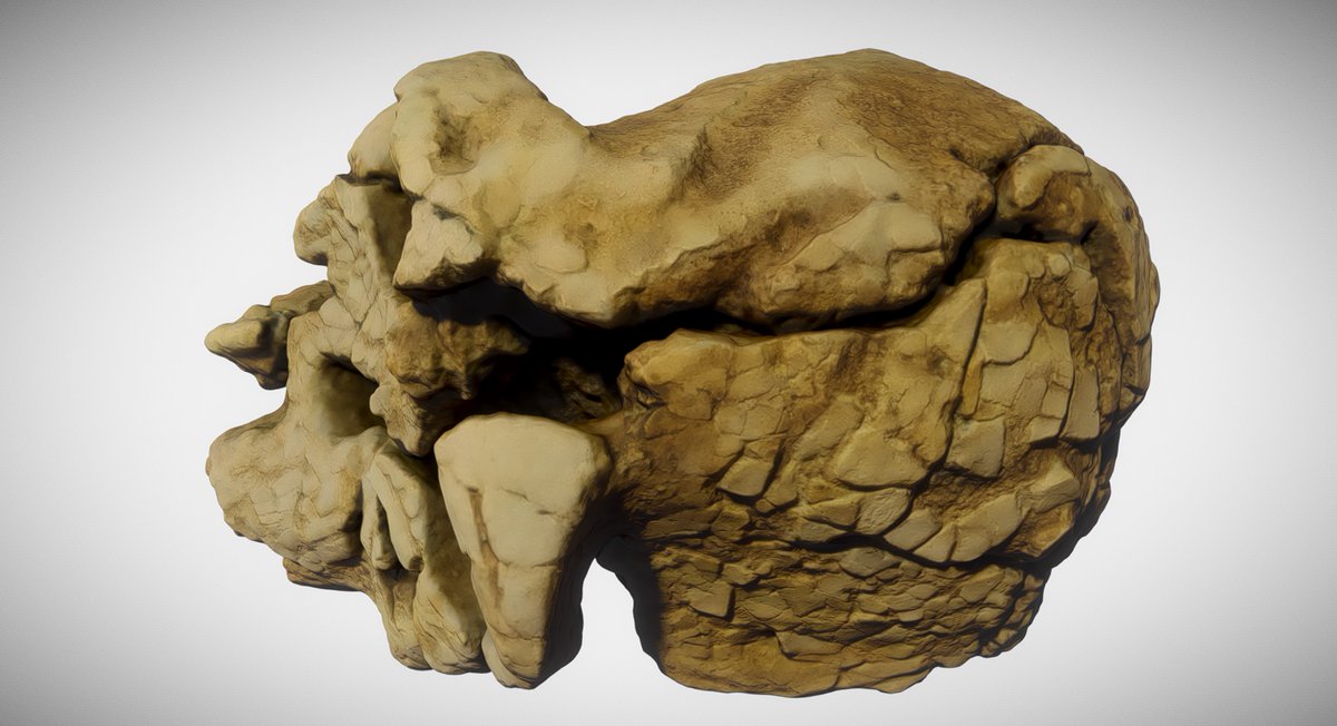 GeoffreyHM's tweet image. Kenyanthropus Platyops, Man of Kenya, prehumans, -3.5 to -3.2 million years, africa, replica. fab.com/s/4aef02370c6d @fab #3DModels #3dscanning #GameDevelopmentAssets #CulturalHeritage