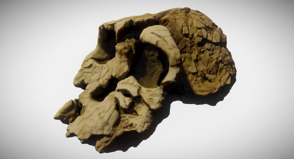 GeoffreyHM's tweet image. Kenyanthropus Platyops, Man of Kenya, prehumans, -3.5 to -3.2 million years, africa, replica. fab.com/s/4aef02370c6d @fab #3DModels #3dscanning #GameDevelopmentAssets #CulturalHeritage