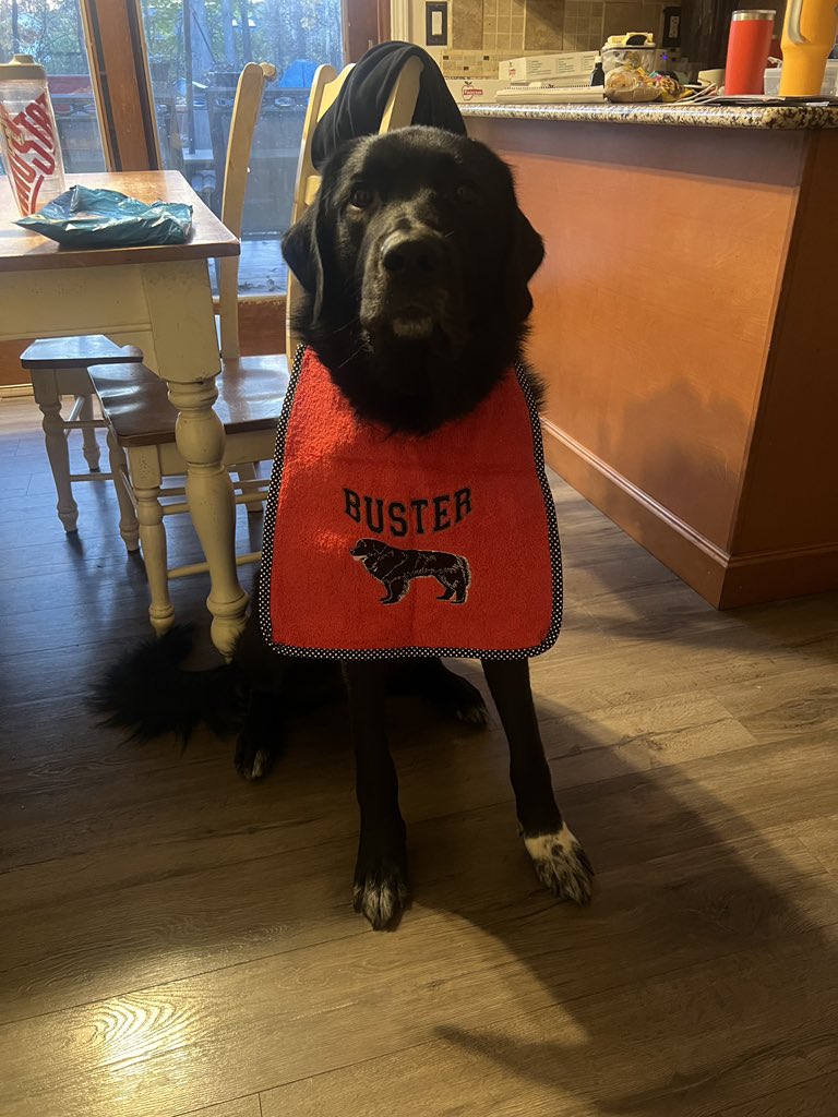 Buster072723's tweet photo. New swag! 🐾🐕‍🦺 https://t.co/PE1AHtrSl0