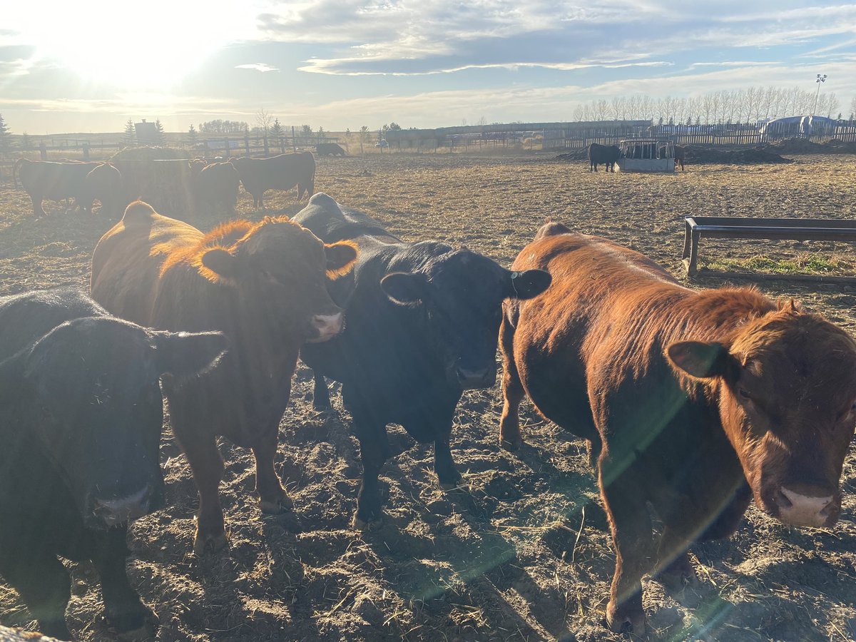 bjizzle56's tweet photo. Things have been in production for awhile now and @SaskCattlemens will be releasing the series "From the City to the Ranch and back" soon. I'll be heading out to the ranch &amp; learning about the beef industry &amp; coming back home to the city and whipping up a tasty dish. #BeefStrong https://t.co/OiGwi7XqEL