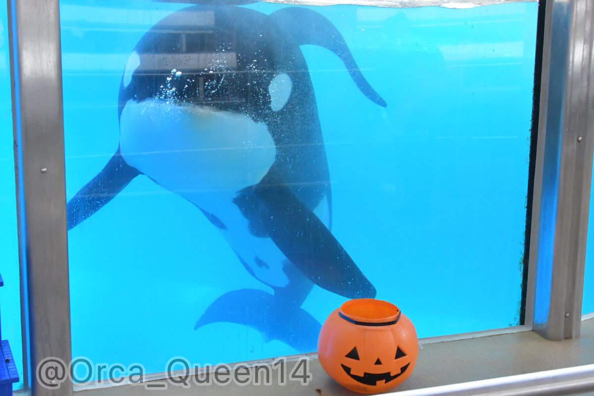 Ari_Draws_orcas's tweet photo. Makaio!! 🎃
-
-
-
#seaworld #orca https://t.co/zXEgdirrAH