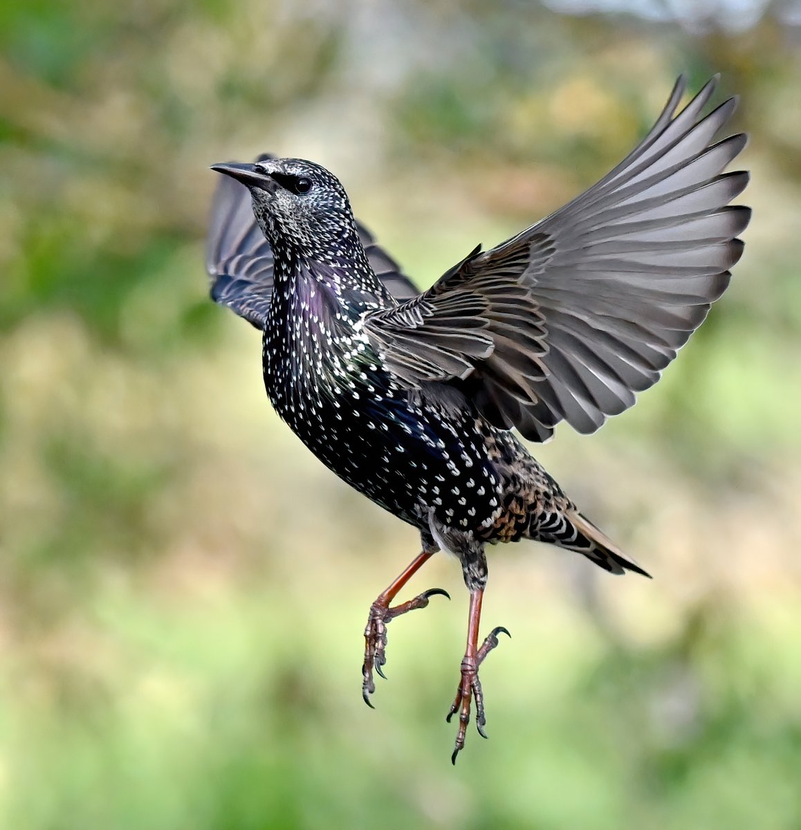 Carl Bovis tweet media